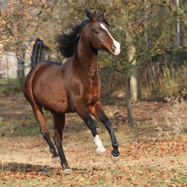 arabian-horse-mare-stallion-riding-2025-04-28-12-50-53-utc
